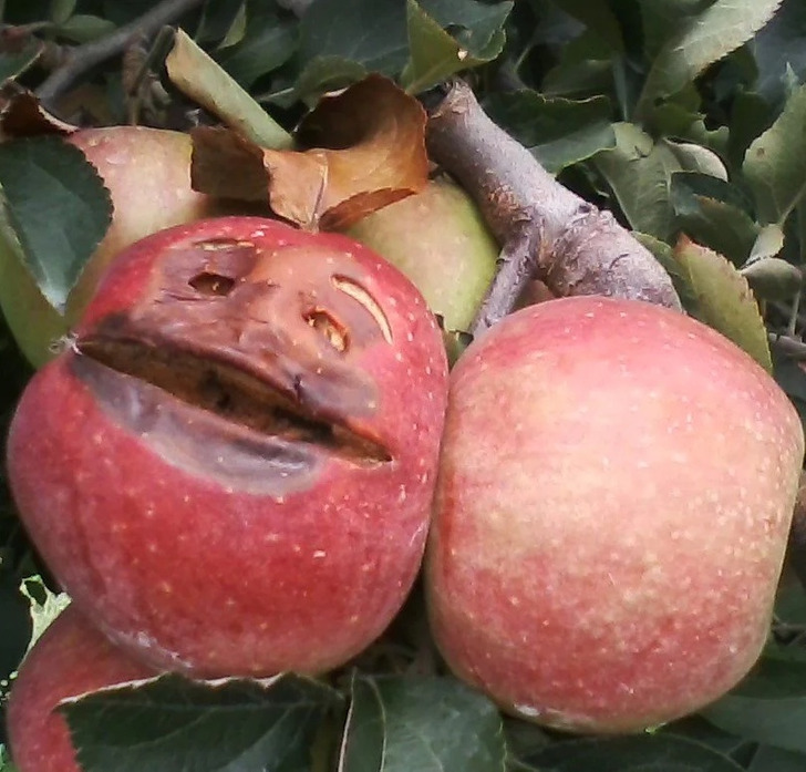 Cool Things People Found - apple humor