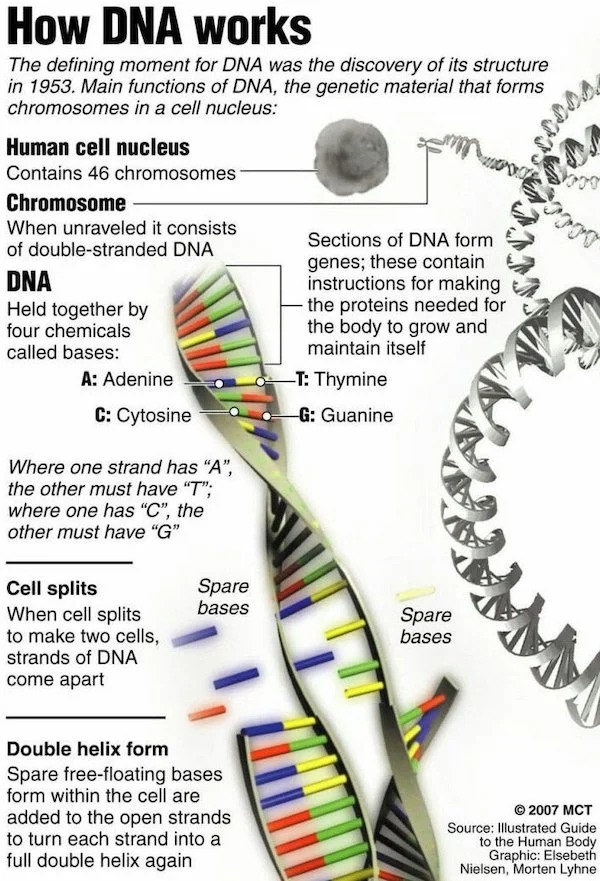 charts - infographics - dna biology facts - How Dna works The defining moment for Dna was the discovery of its structure in 1953. Main functions of Dna, the genetic material that forms chromosomes in a cell nucleus Human cell nucleus Contains 46 chromosom
