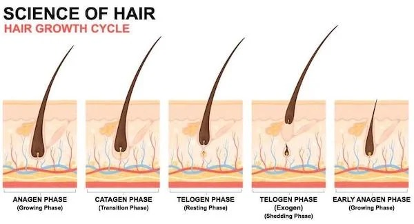 charts - infographics - Science Of Hair Hair Growth Cycle Julg Anagen Phase Catagen Phase Telogen Phase Resting Phase Growing Phase Transition Phase Telogen Phase Exogen Shedding Phase Early Anagen Phase Growing Phase