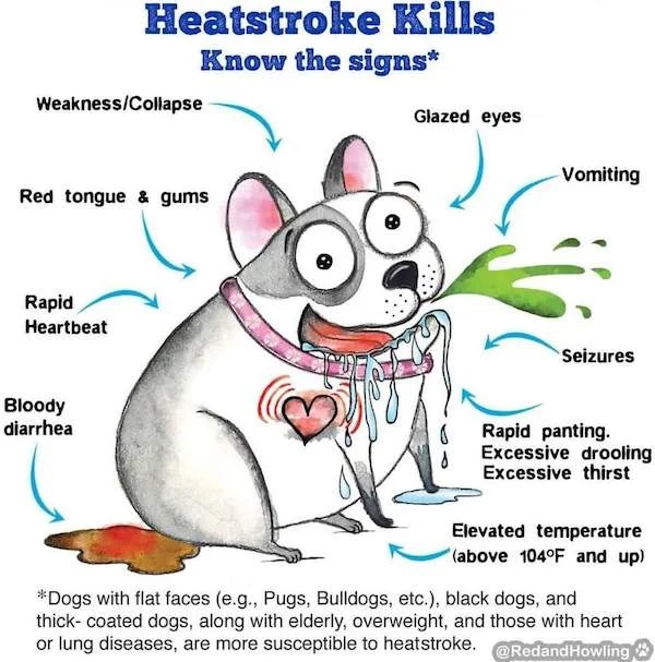charts - infographics - heat stroke for dogs imagesn redandhowling - Heatstroke Kills Know the signs Glazed eyes WeaknessCollapse Red tongue & gums Rapid Heartbeat Vomiting Seizures Bloody diarrhea Rapid panting. Excessive drooling Excessive thirst Elevat