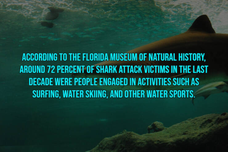 13 Bloody Facts About Shark Attacks.