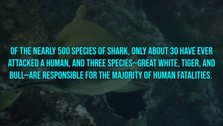 13 Bloody Facts About Shark Attacks.