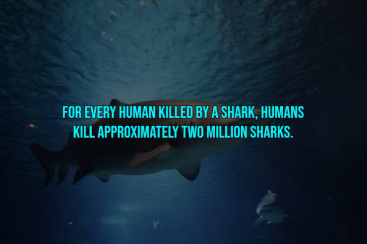 13 Bloody Facts About Shark Attacks.