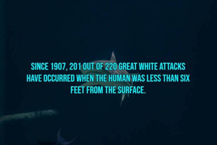 13 Bloody Facts About Shark Attacks.