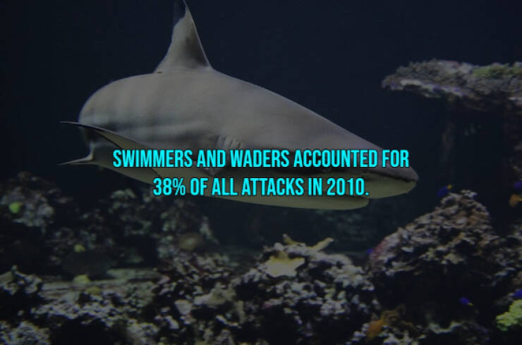 13 Bloody Facts About Shark Attacks.