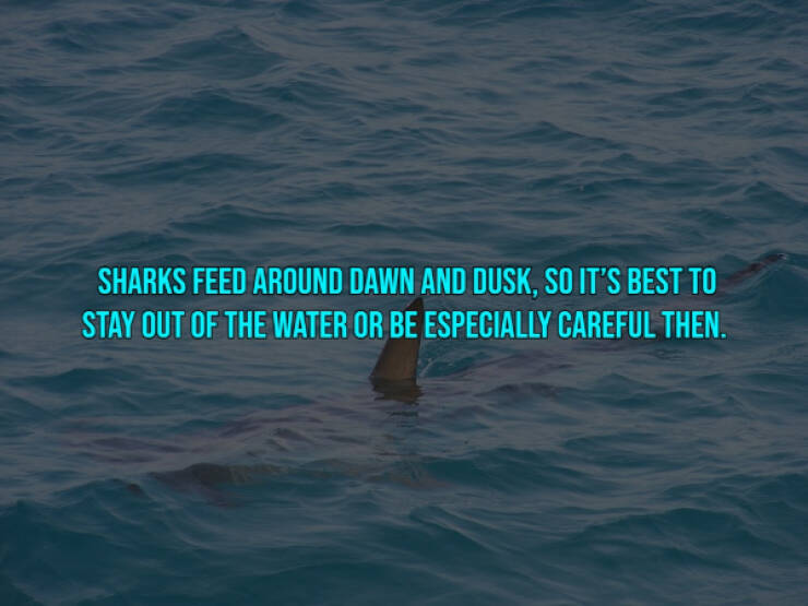 13 Bloody Facts About Shark Attacks.