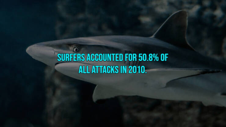 13 Bloody Facts About Shark Attacks.