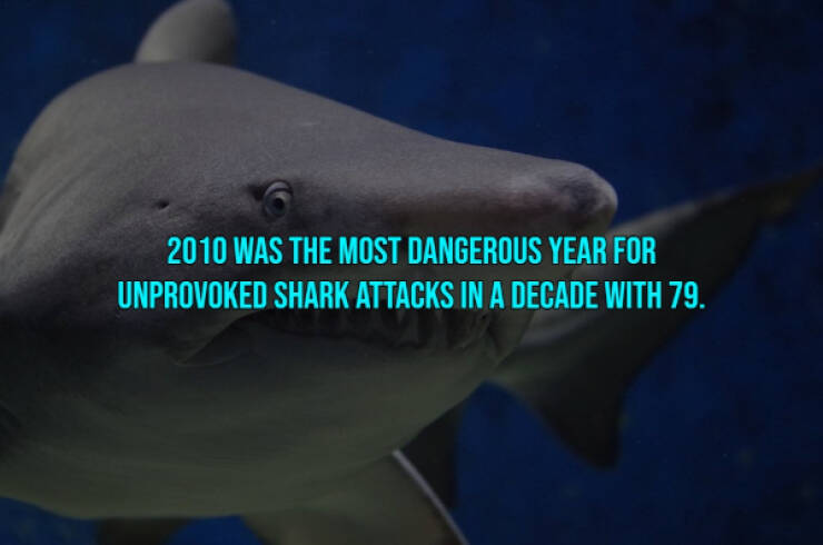 13 Bloody Facts About Shark Attacks.