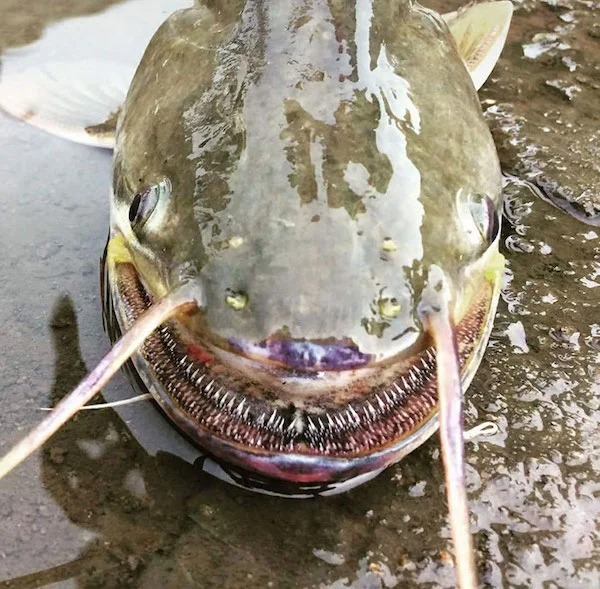 scary nature - wallago attu catfish
