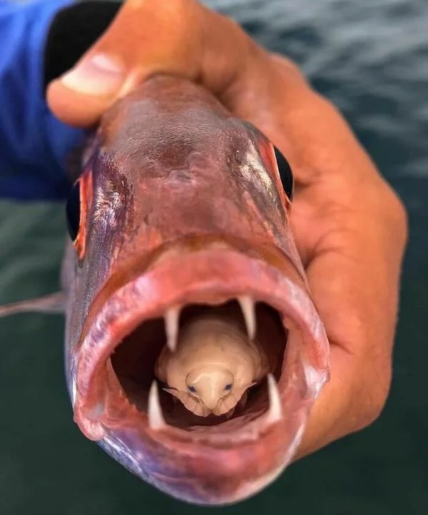 scary nature --  fish tongue parasite