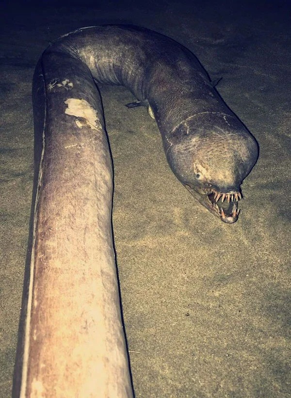 scary nature - snaggle toothed eel