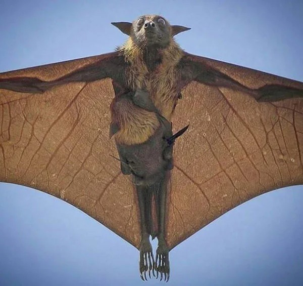 scary nature - largest bat