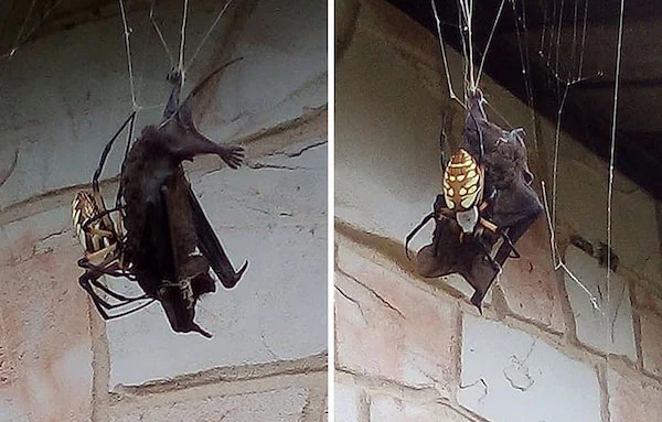 scary nature - spider catches bat