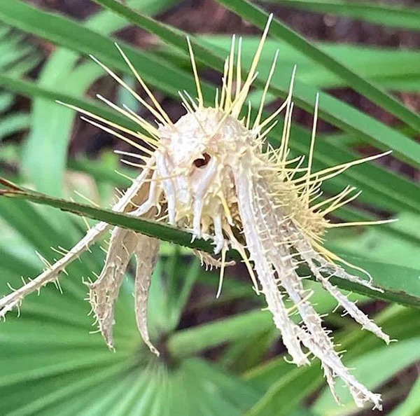 scary nature - cordyceps fungus moth - L