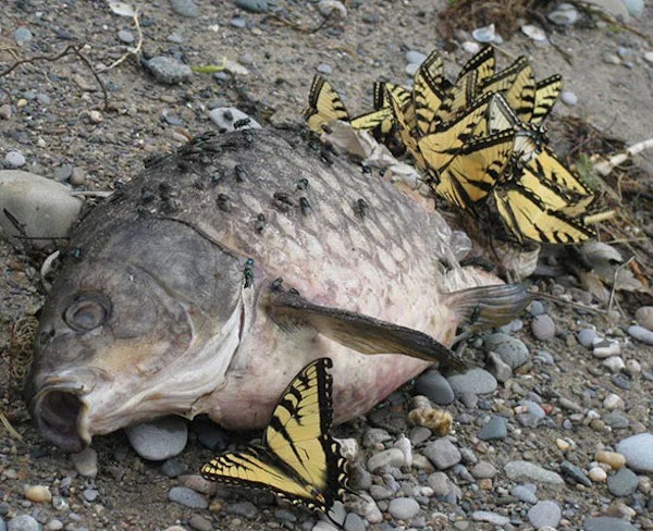 scary nature - butterflies eating dead bodies