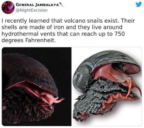 scary nature - scaly foot snail - General Jambalaya I recently learned that volcano snails exist. Their shells are made of iron and they live around hydrothermal vents that can reach up to 750 degrees Fahrenheit.