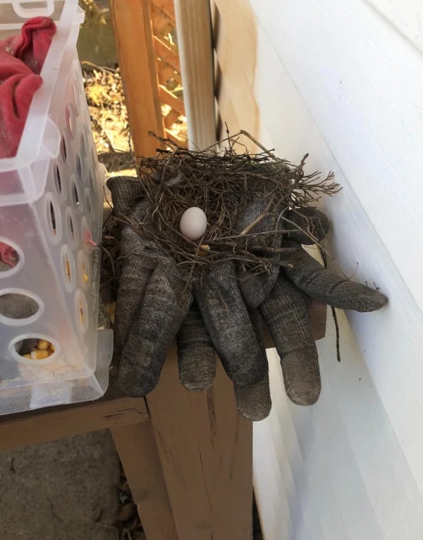 “Left my work gloves outside for a couple of days. Went to got them and found this.”