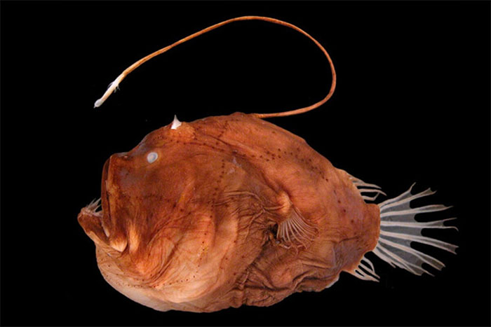 Anglerfish, when Anglerfish mates the male Literally deforms its body and fuses with the female then they live together for the rest of their lives