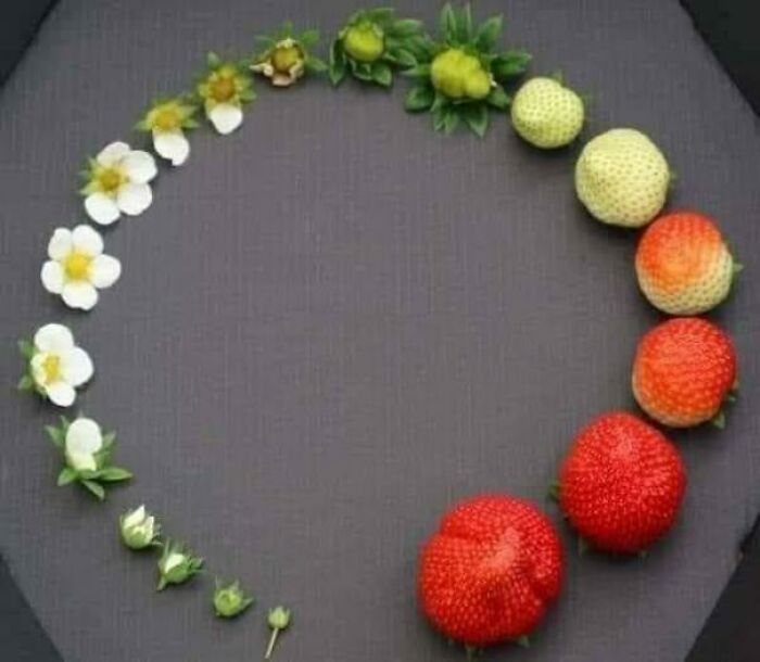 Food Charts and Graphs - strawberry life cycle
