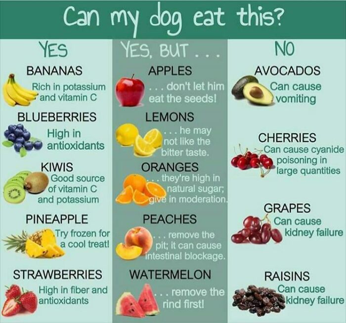 Food Charts and Graphs - fruits and vegetables for dogs