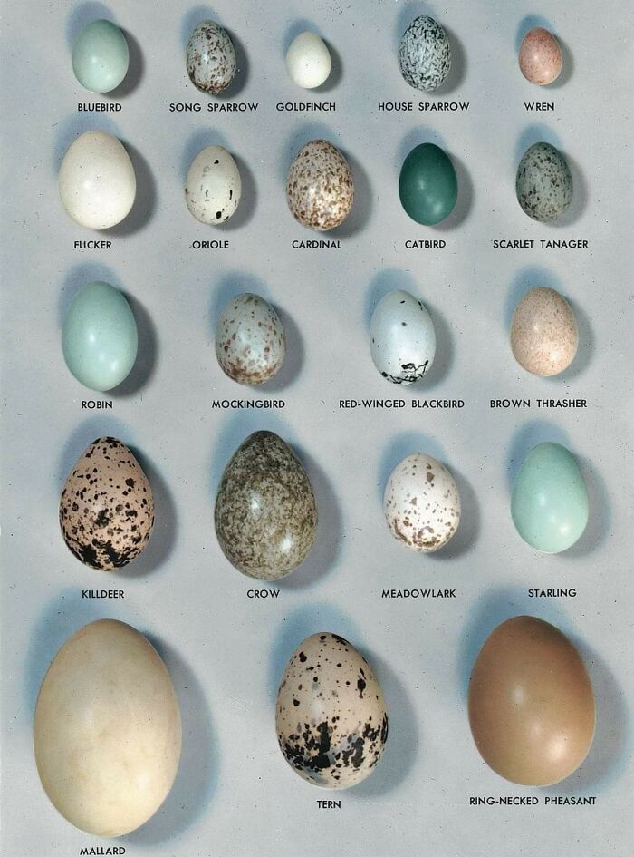 Food Charts and Graphs - types of bird eggs