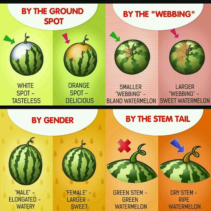 Food Charts and Graphs - choose watermelon