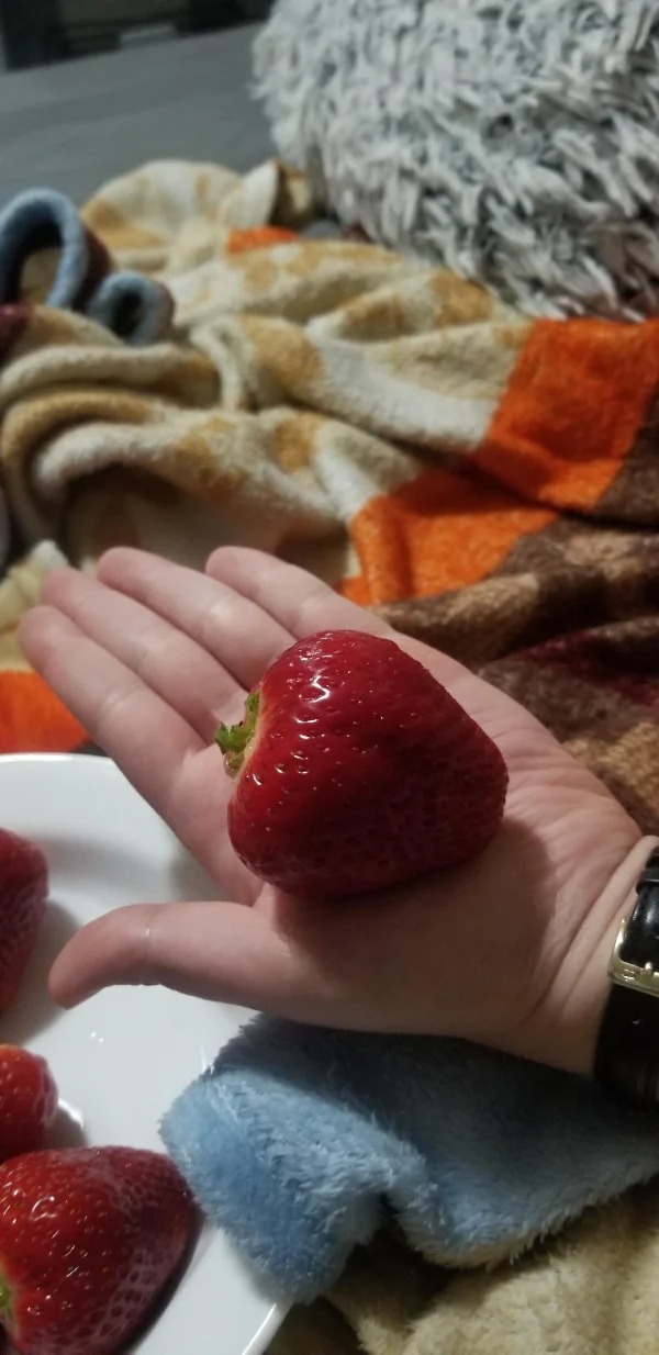 fascinating photos - Almost-palm-sized strawberries!