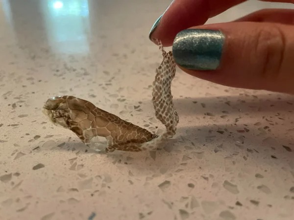 “My snake shed its head separately from its body.”