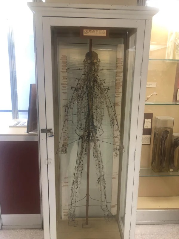 “A full human nervous system in a anatomy museum in Baylor College of Medicine.”