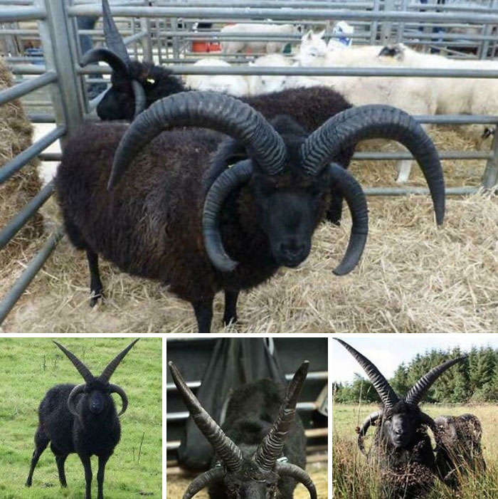 fascinating photos - hebridean sheep