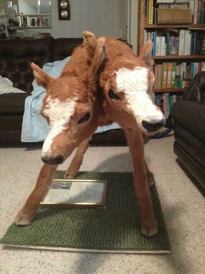 One of my Grandpa’s cows (He’s A Rancher) gave birth to this two-headed fella back inthe 1980’s. 