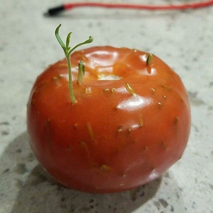 Seeds derminating in a tomato