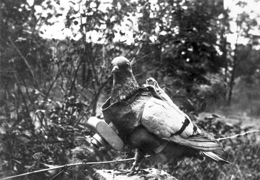 world war 1 photos - pigeon photography