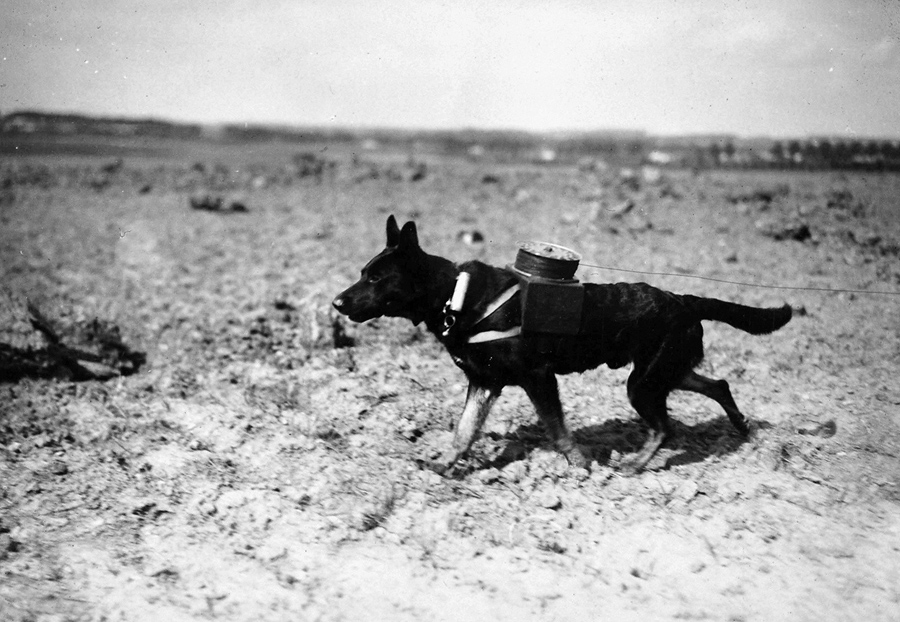 world war 1 photos - messenger dog - 20