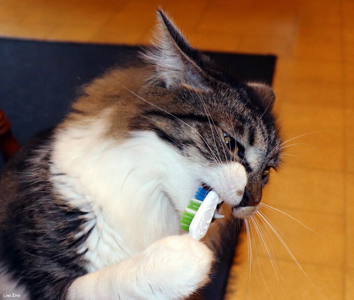 good habits - life tips - cat brushing teeth