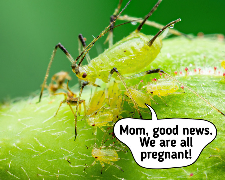 facts - facts that sound fake - greenfly - Mom, good news. We are all pregnant!