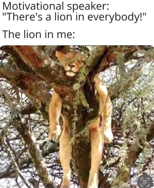 funny memes - dank memes - lioness napping in tree - Motivational speaker "There's a lion in everybody!" The lion in me
