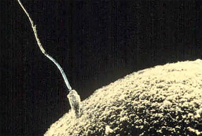 body facts - sperm and egg
