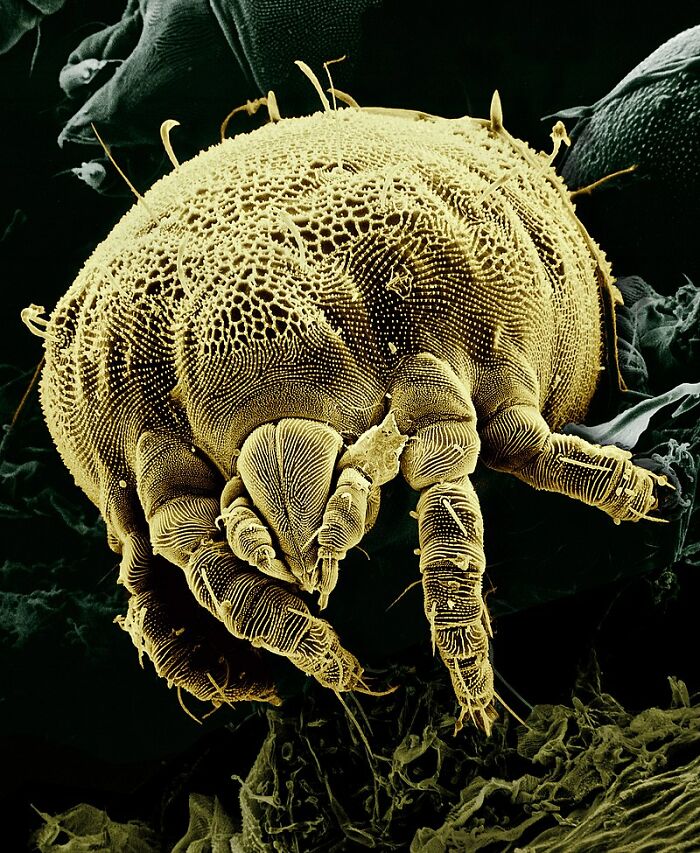 body facts - microscopic bugs