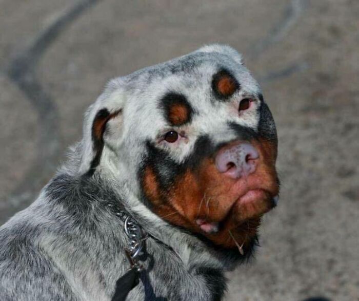 weird and wtf facts - albino rottweiler