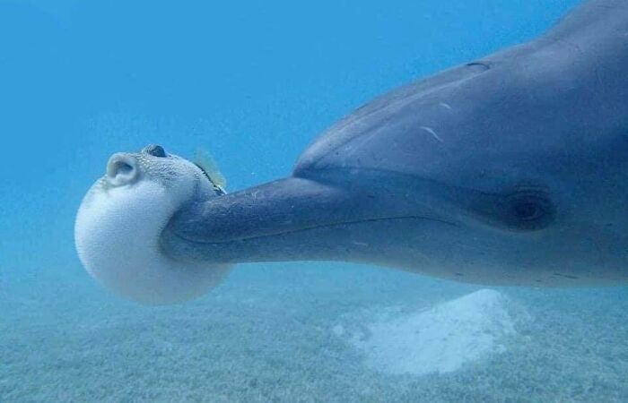 weird and wtf facts - dolphin pufferfish