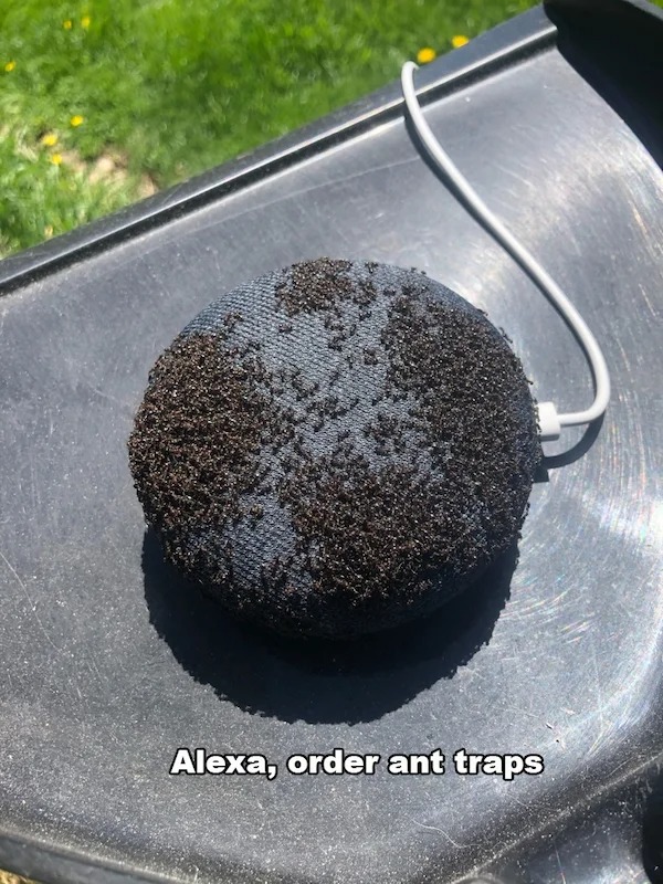 things escalated quickly - Alexa, order ant traps