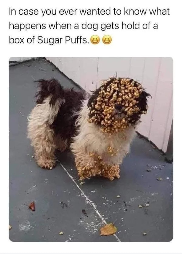 things escalated quickly - dog in sugar puffs - In case you ever wanted to know what happens when a dog gets hold of a box of Sugar Puffs.