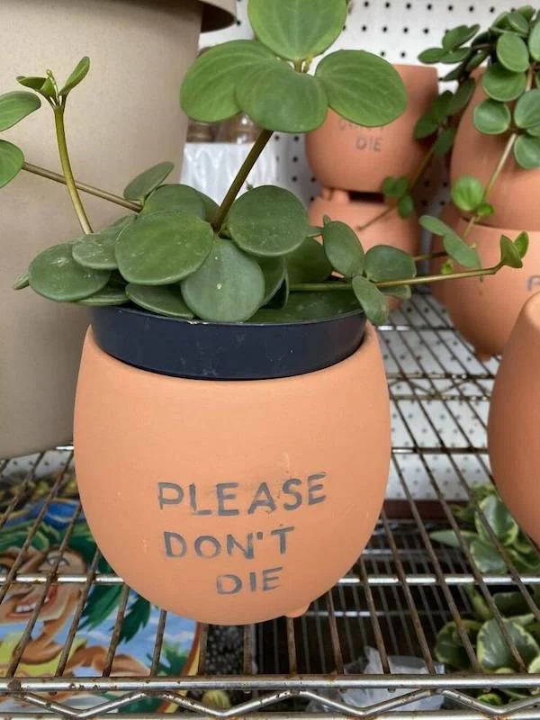 things escalated quickly - flowerpot - Please Don'T Die Die