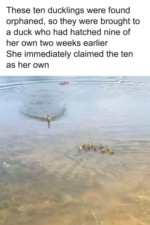 wholesome posts - good news - water resources - These ten ducklings were found orphaned, so they were brought to a duck who had hatched nine of her own two weeks earlier She immediately claimed the ten as her own