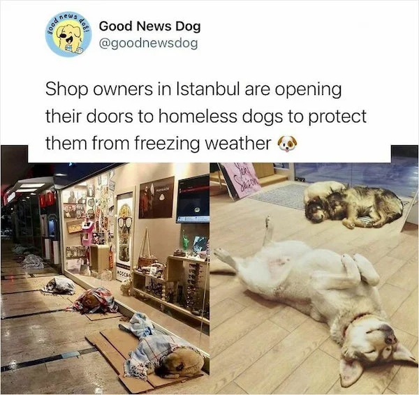 wholesome posts - good news - pet - news Good News Dog Shop owners in Istanbul are opening their doors to homeless dogs to protect them from freezing weather Resi Mosca Teel..