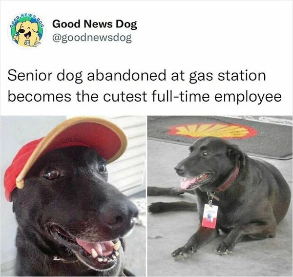 wholesome posts - good news - gas station dog - Good News Dog Senior dog abandoned at gas station becomes the cutest fulltime employee Good
