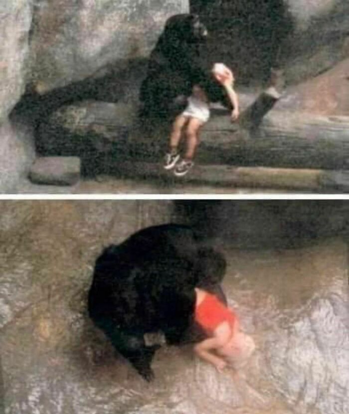In 1996, Binti Jua, An 8-Year-Old Female Western Lowland Gorilla, Tended To A 3-Year-Old Boy Who Had Fallen Into Her Enclosure At The Brookfield Zoo In Illinois.