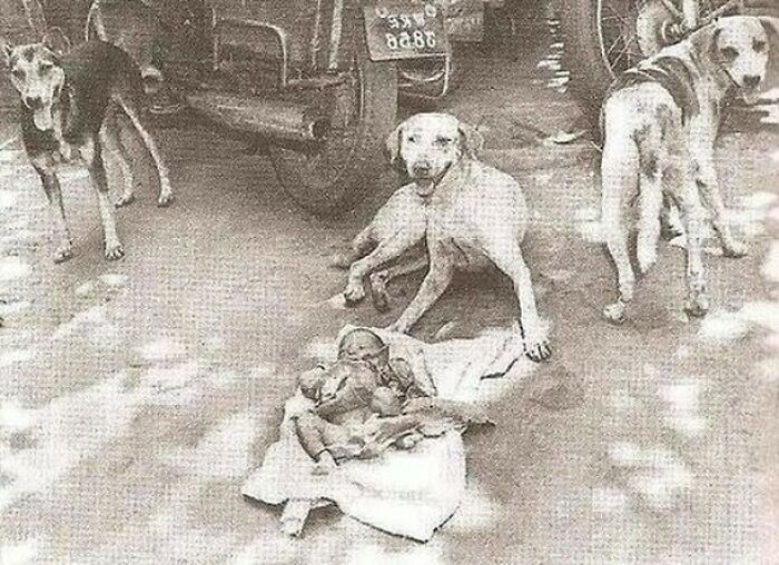 In 1996, A Newborn Baby Girl Was Left In A Garbage Can Near The City Of Kolkata, India. Three Friendly Street Dogs Discovered And Protected Her For Nearly Two Days, Even Attempting To Feed The Child Before Authorities Were Contacted And The Young One Was Saved.