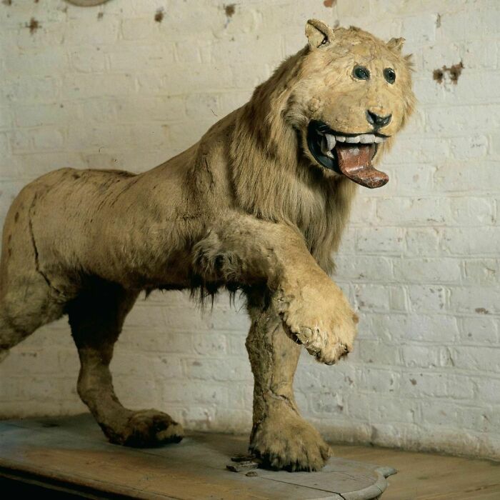 In 1731 King Frederick I Of Sweden Sent A Taxidermist His Favorite Lion Who Had Died And This Is What He Received Back. King Frederik's Lion Is On Display To This Day At Gripsholm Castle, A Former Royal Residence And Now A Museum In Mariefred, Södermanland, Sweden.